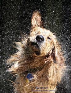 Heat Stroke in Dogs