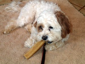 Himalayan-Dog-Treat-Made-From-Yak-Cheese