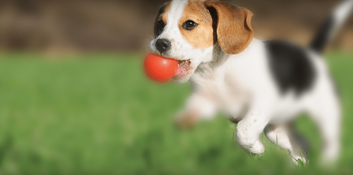 Blog – Jim Hodges Dog Training